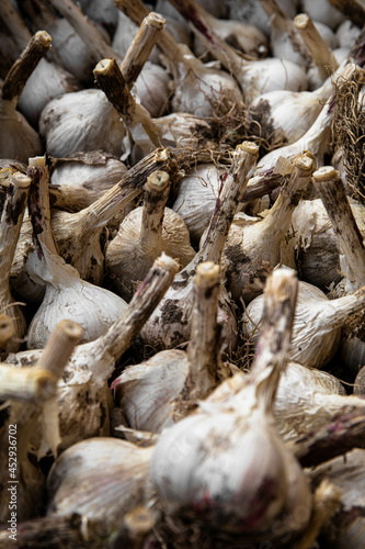 White garlic pile texture. Fresh garlic on the market table close-up photo. Vitamin healthy food image spices. Spicy culinary ingredient picture. A bunch of white garlic heads