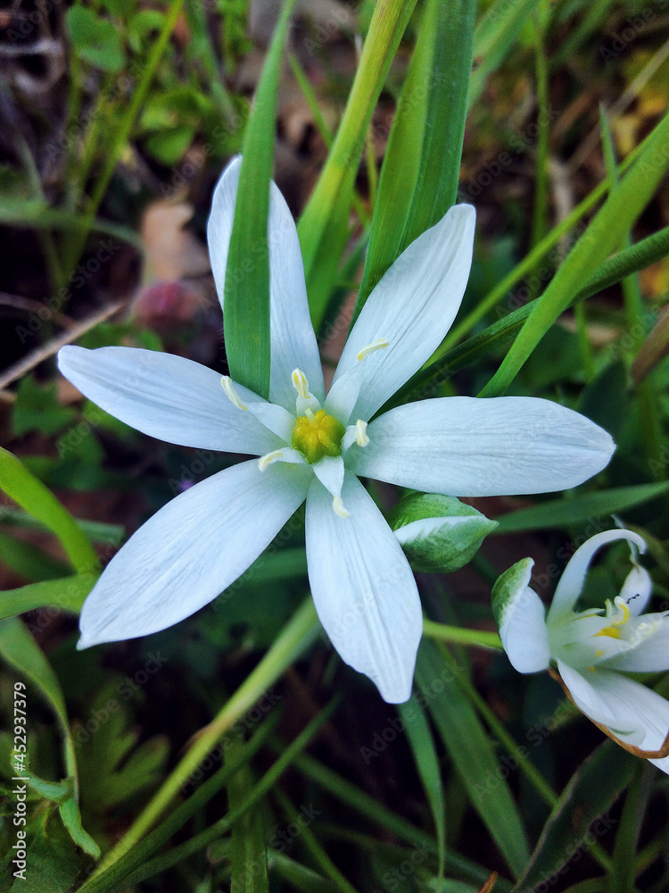 Obraz premium White small flower in a forest