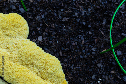 Yellow slime mold Fuligo septica growing in dark mulch beside green tomato cages, creative copy space, horizontal aspect photo