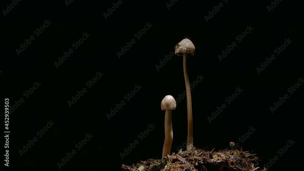 Mushrooms slowly growing time-lapse on black background in macro mode