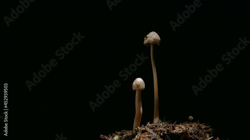 Mushrooms slowly growing time-lapse on black background in macro mode photo