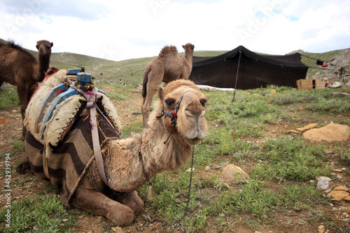 Nomadic tent and camels in Konya, Turkey. Yörük, lifestyles livestock photo