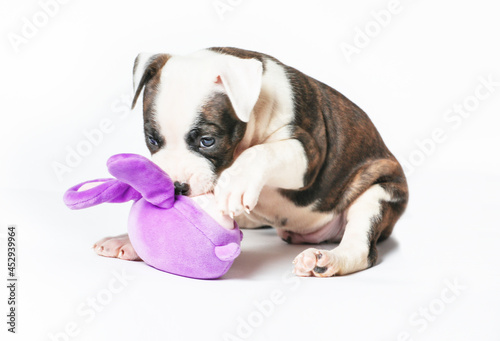 American Staffordshire Terrier Playing With Toys Isolated On White Background.