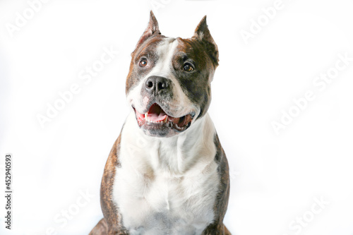 American Staffordshire Terrier  Amstaff Adult Isolated On White Background.