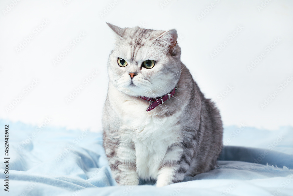 British Tabby Cat Sitting Isolated On White Background.