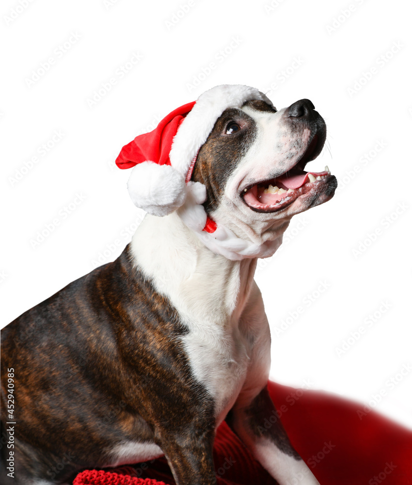 American Staffordshire Terrier Sitting In Christmas Hat Isolated On White Background.
