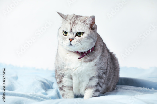 British Tabby Cat Sitting Isolated On White Background.