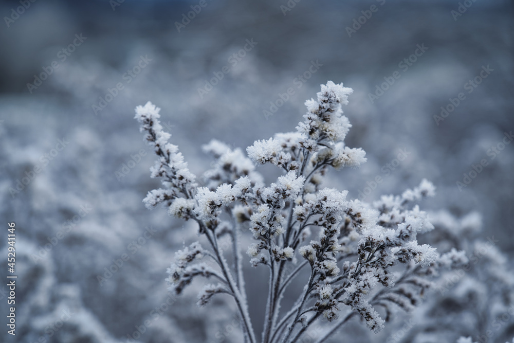 霜が降りた冬の植物