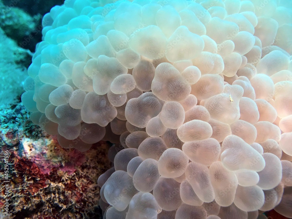 coral reef in the sea coral reef in the sea