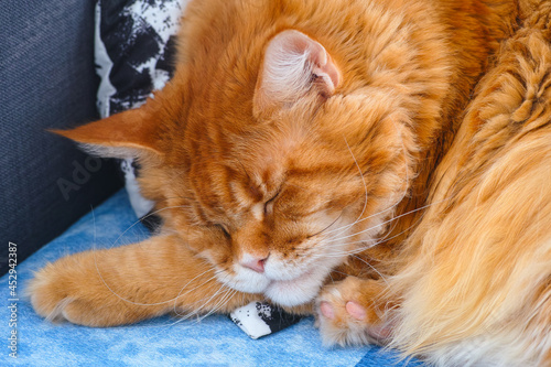 Portrait of a Ginger Maine Coon cat sleeping on pillow on the couch