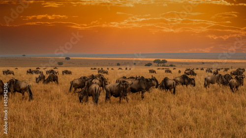 Masai Mara wildebeest migration in Tanzania, Africa.