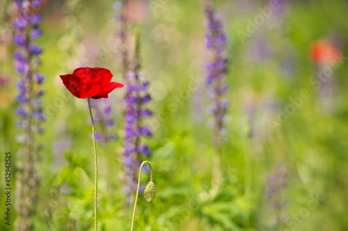 Vibrant, red poppy against a soft background of purple lupine in summer 