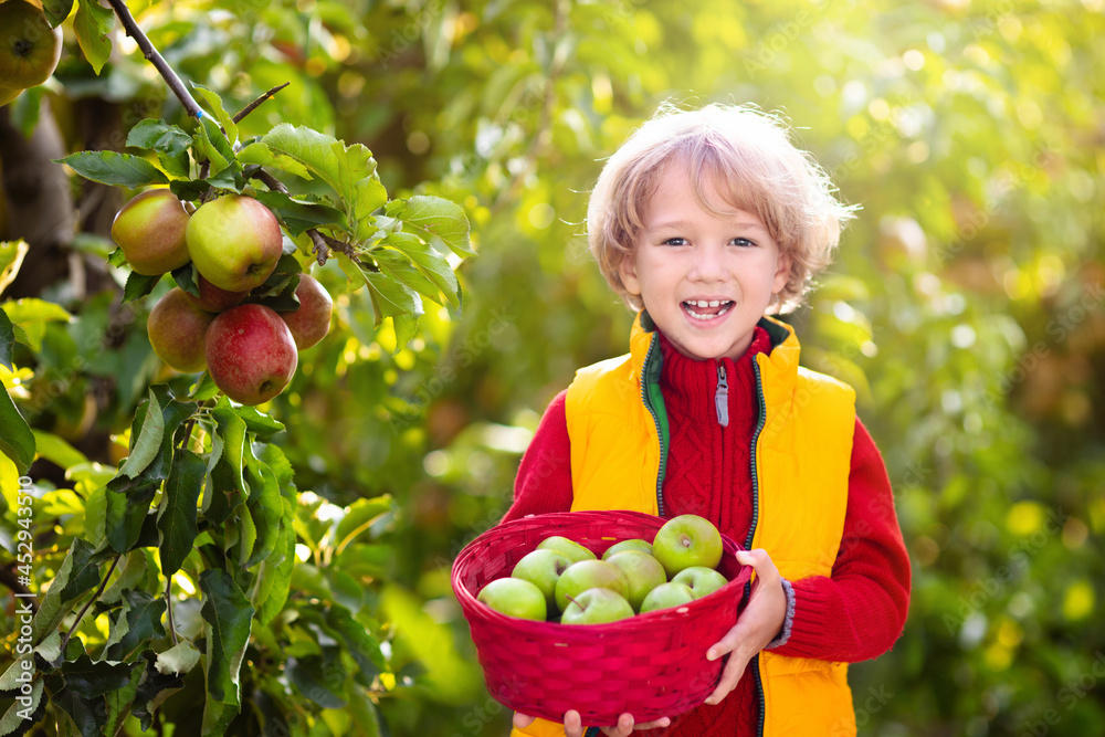 Child picking apples on farm. Fruit orchard fun. Child picking apples on farm. Fruit orchard fun.