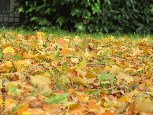 Осень, листва