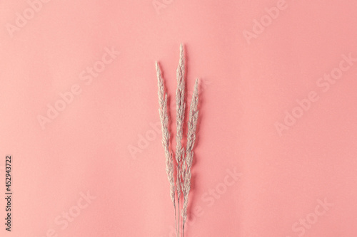 Autumn composition with dry pampas grass reeds on orange background. Minimal, stylish, creative flat lay, copy space for text. photo