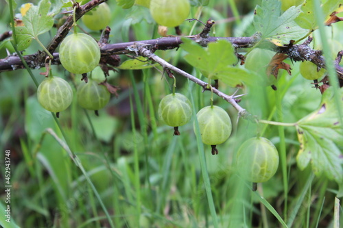 Green berries of a gooseberry on a branch. Macro. Russia.