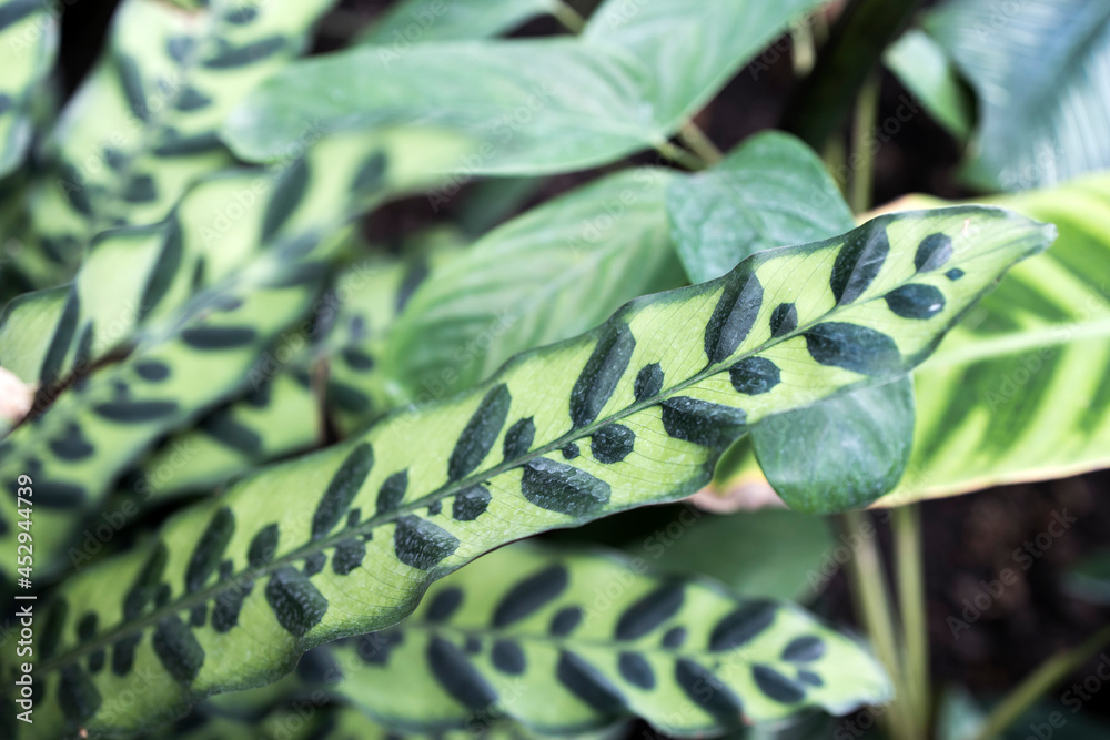 Obraz premium Goeppertia insignis, the rattlesnake plant, is a species of flowering plant in the Marantaceae family, native to Rio de Janeiro state in Brazil