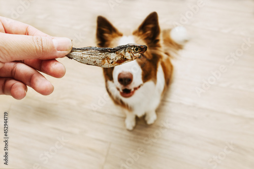 Photography Dog waiting for a natural treat