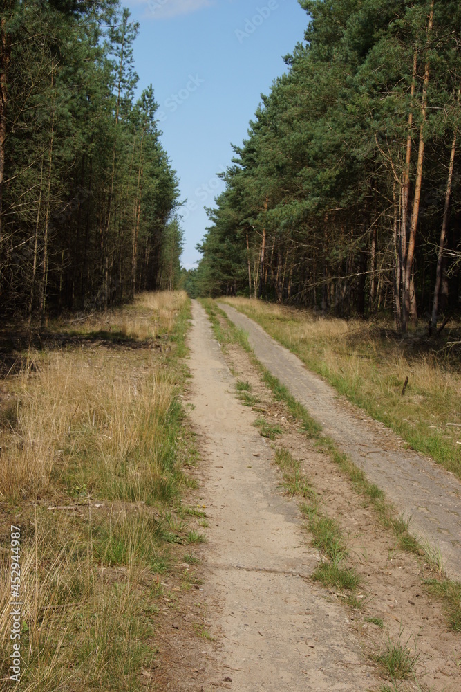 Naklejka premium Schneise durch den Wald mit Panzerplatten