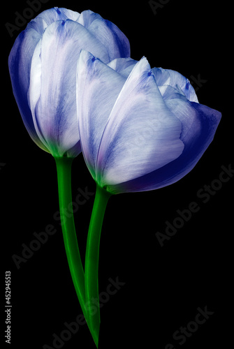 Blue tulip flower on black isolated background with clipping path. Closeup. For design. Nature.