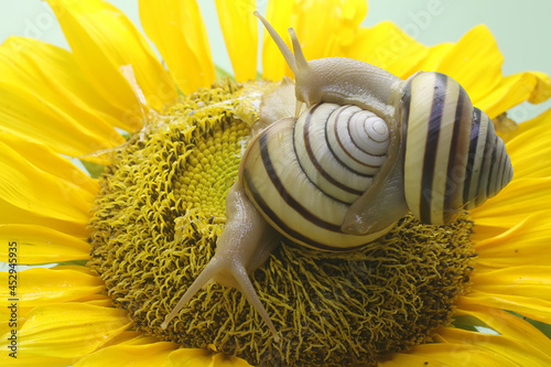 Two beautiful colored tree snails are looking for food. The mollusk, which has the scientific name Asperitas nemorensis, is a natural habitat in a forest area on the island of Sumbawa, Indonesia. photo