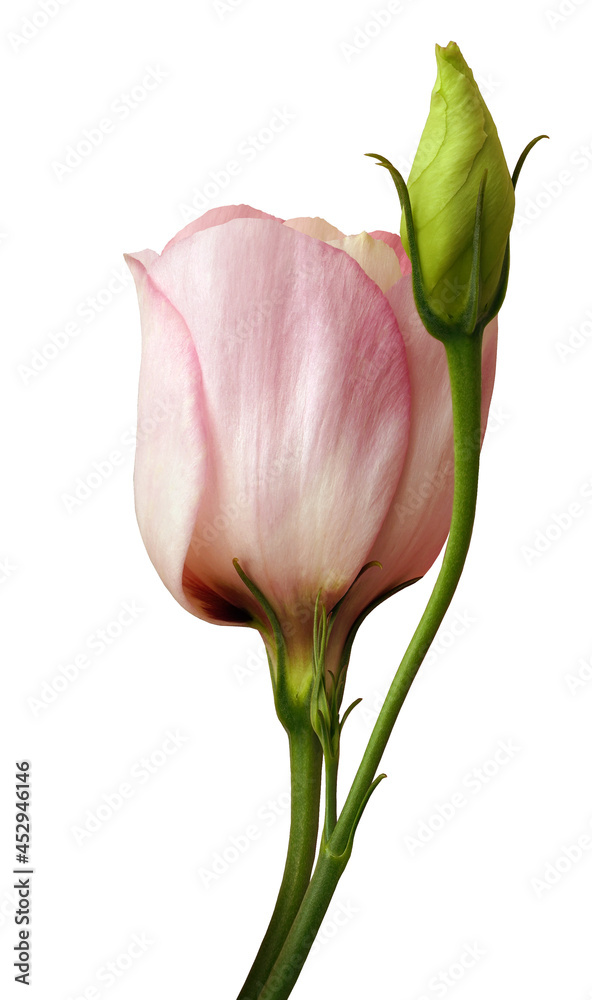 Pink rose flower on white isolated background with clipping path. Closeup. For design. Nature. Pink rose flower on white isolated background with clipping path. Closeup. For design. Nature.