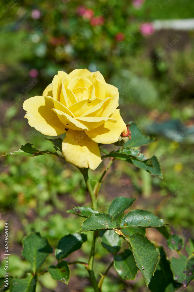yellow rose, flower, plant yellow rose, flower, plant