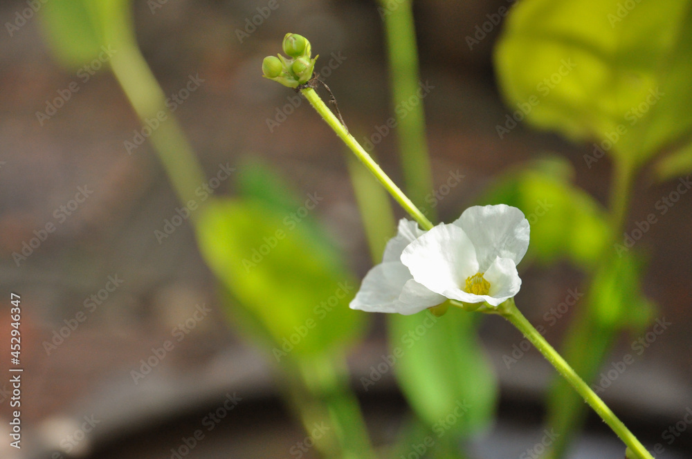arrowhead amazon flower (Sagittaria lancifolia L) background blurred, aquatic plant, white flowers, flowering all year round in clay soil. need a lot of water likes full sun arrowhead amazon flower (Sagittaria lancifolia L) background blurred, aquatic plant, white flowers, flowering all year round in clay soil. need a lot of water likes full sun