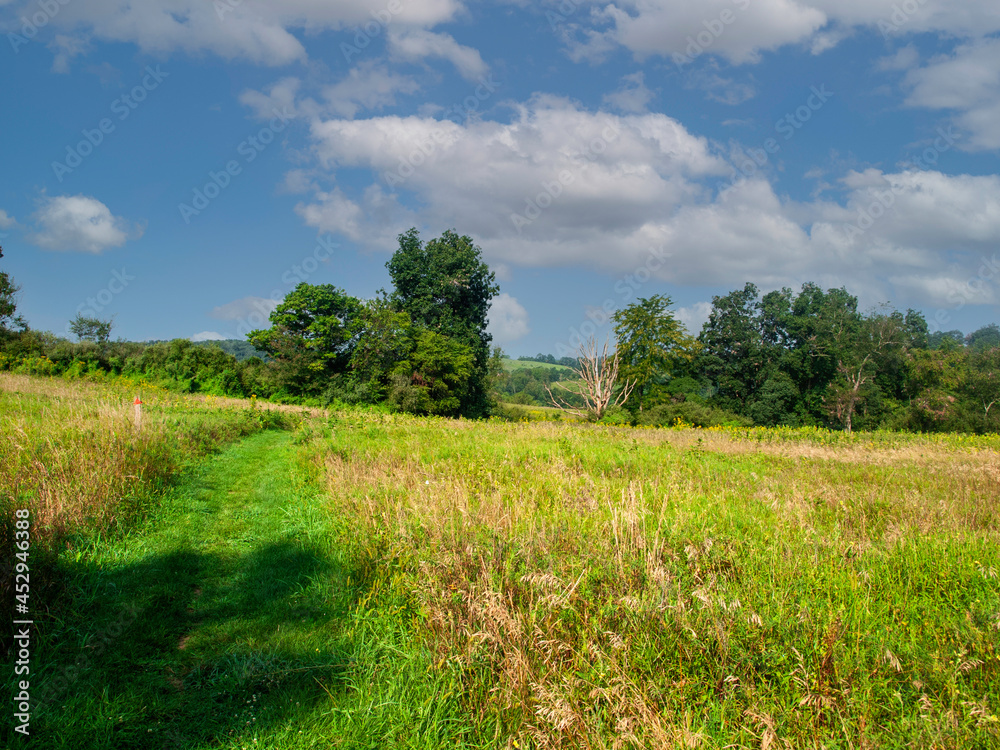 landscape with trees and sky