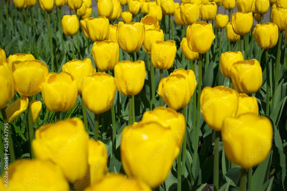 Blooming spring yellow tulips close-up on a blurred background in front and back. Full frame of tulips Blooming spring yellow tulips close-up on a blurred background in front and back. Full frame of tulips