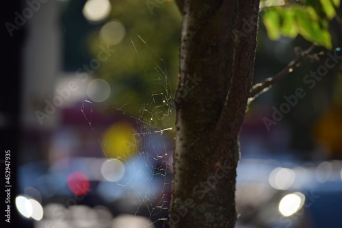 spiderweb in the city