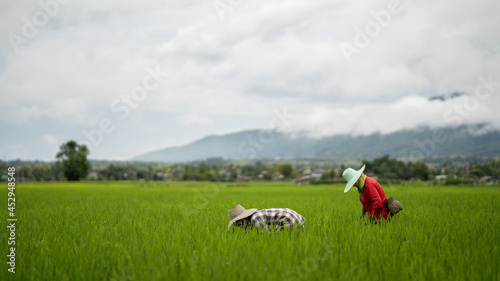 Two Asian farmers are planting rice in a rice field in rural Thailand.