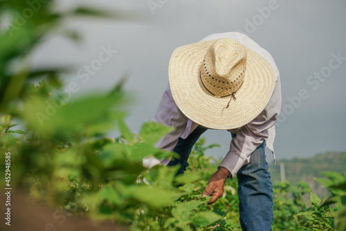 A closeup shot of a Hispanic male growing black beans in Mexico photo
