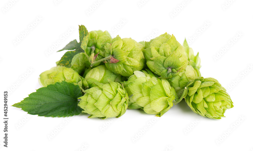 Fresh green hops branch, isolated on a white background. Hop cones with leaf. Organic hop flowers. Close up. Fresh green hops branch, isolated on a white background. Hop cones with leaf. Organic hop flowers. Close up.