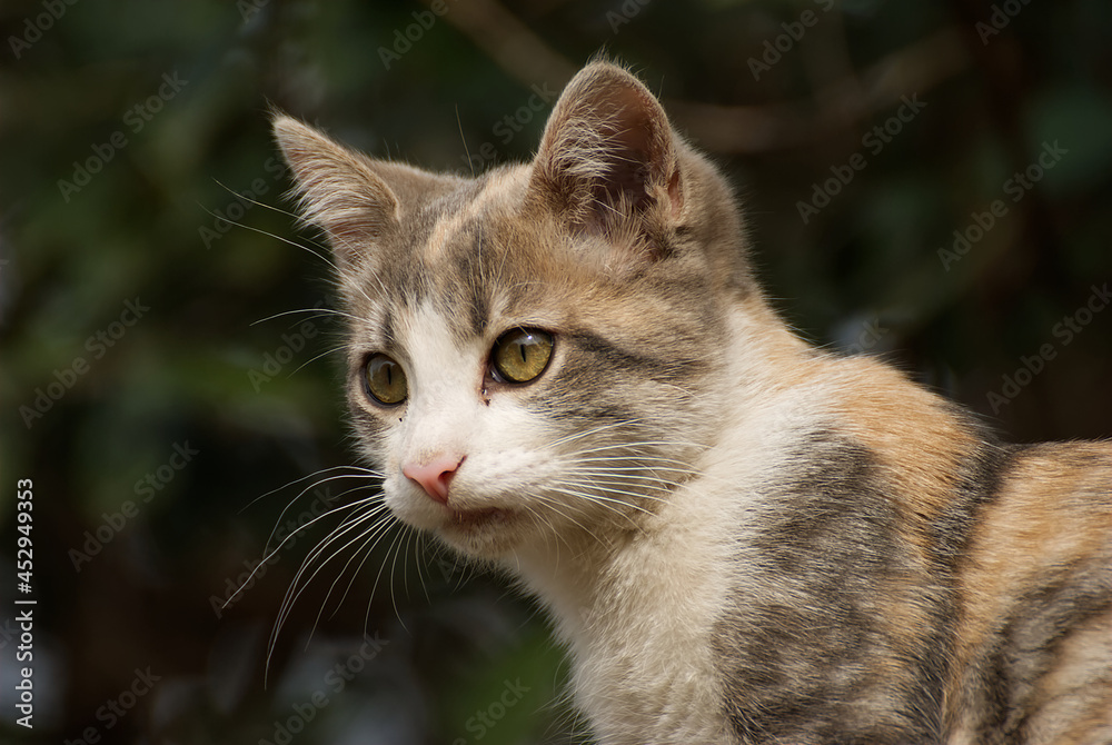 Cute grey cat in the garden Cute grey cat in the garden