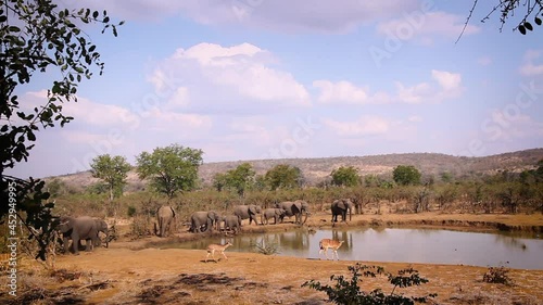 Nyala group and African bush elephant herd in waterhole in Kruger National park, South Africa ; Specie Loxodonta africana family of Elephantidae