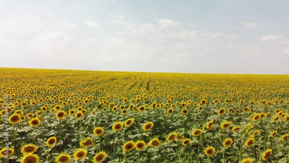 Top view of a field with a sunflower. A bird's-eye view of a farmer's field. Top view of a field with a sunflower. A bird's-eye view of a farmer's field.