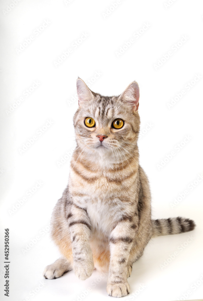 Tabby cat sitting while raised its front paws up and looking forword  on white background