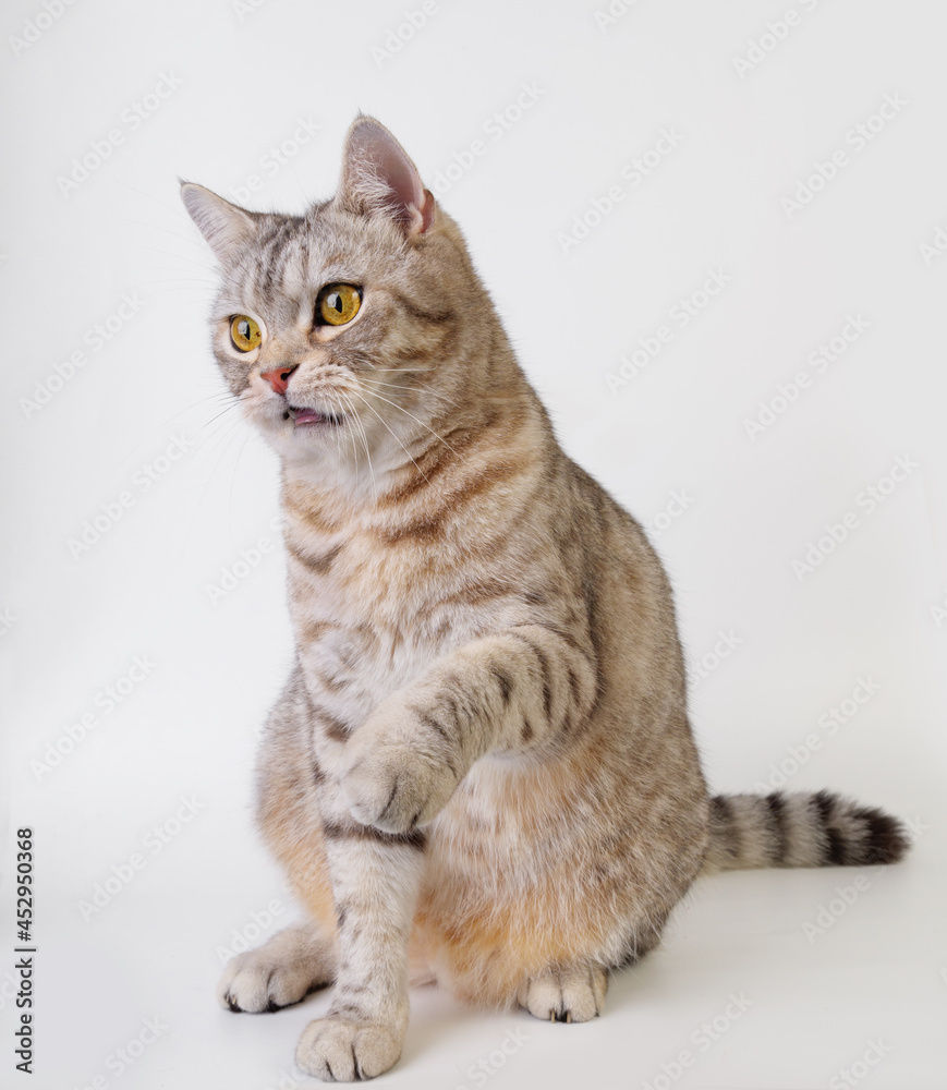 Tabby cat sitting while raised its front paws up and looking forword isolated on white background