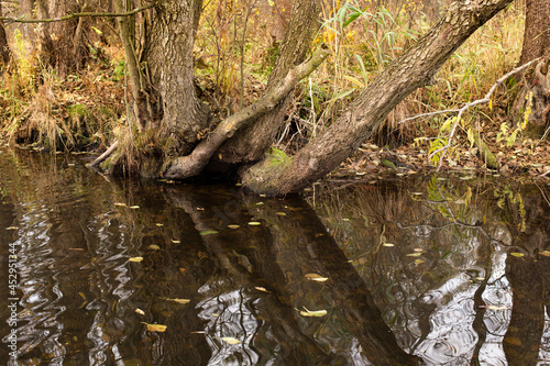 Forest lake in autumn, reflection of falling flies