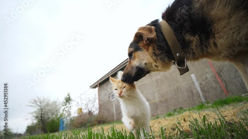Domestic animals wide filmed from a ground level.Cute cat and big dog funny play on a village grass near the camera photo