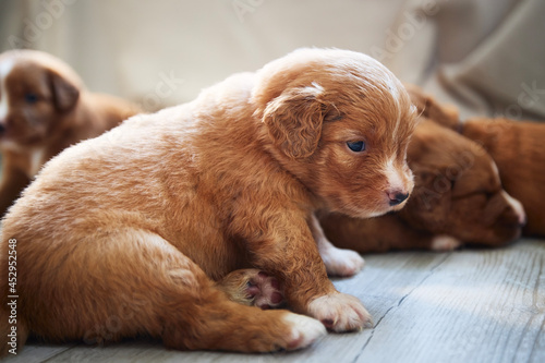 Group of cute puppies resting at home. Breeding of Nova Scotia Duck Tolling Retriever..