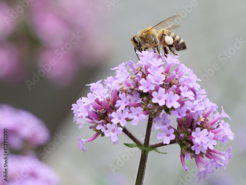 Fototapeta Naklejka Na Ścianę i Meble -  bee on flower