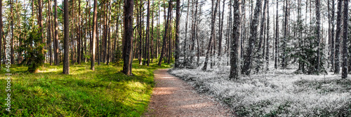 Summer and winter are combined in one photo. Change of winter and summer seasons. Snow and grass in the forest, forest path stretching into the distance of the forest