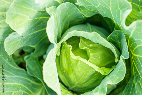 Background of cabbage leaves. Dew drops on a leaf of cabbage. Green juicy color of the plant. big fresh white cabbage