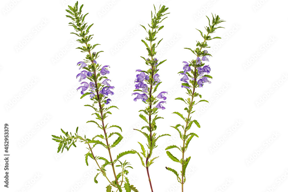 Fototapeta premium Flowering twig of Moldavian dragonhead, lat. Dracocephalum moldavica, isolated on white background