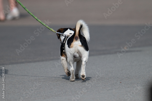 Hunde Spaziergang photo