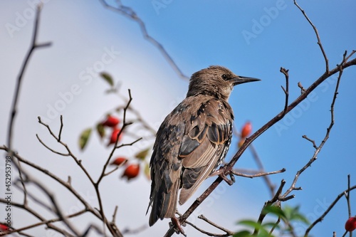 starling on the branch