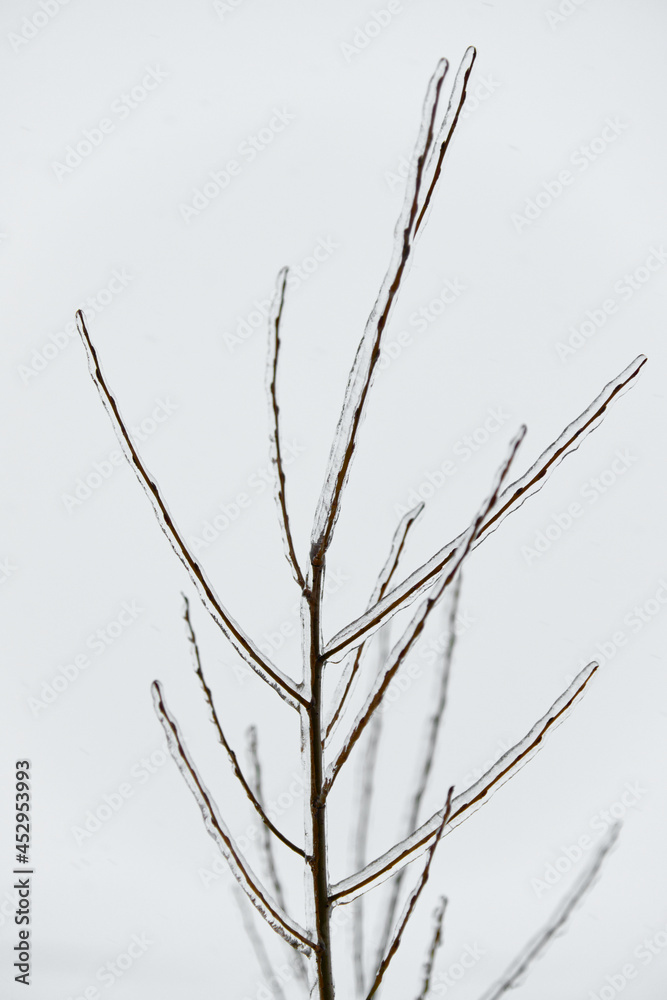 Close-up glittering tree branches with a thick layer of ice. Winter concept. Close-up glittering tree branches with a thick layer of ice. Winter concept.