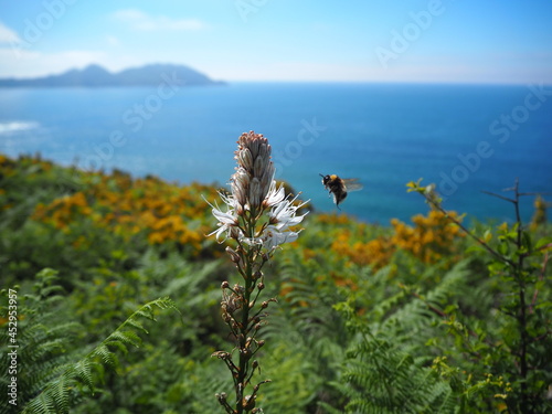 the bee flies close to the flower with the sea and the islands in the background 